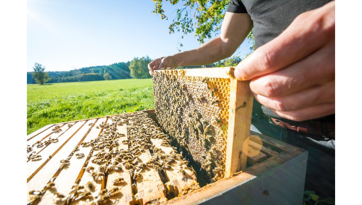 ¿Colmena Dadant o Langstroth? ¡Comparativa para elegir la mejor!